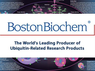 Boston Biochem代理，Boston Biochem上海代理，Boston Biochem北京代理，Boston Biochem 总代理，Boston Biochem一级代理，Boston Biochem试剂盒，Boston Biochem kit，Boston Biochem国内代理无锡四五零科技有限公司(四五零实验试剂)Boston Biochem专业_代理，具体产品信息欢迎电询：0510-85291432